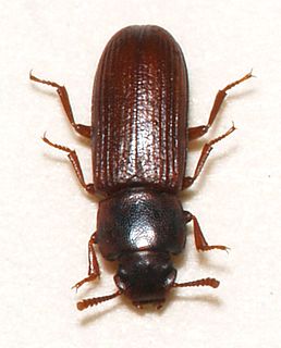 Confused flour beetle species of insect