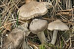 Thumbnail for Tricholoma myomyces