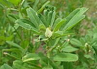 T. foenum-graecum, bockhornsklöver