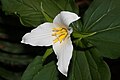 Trillium ovatum