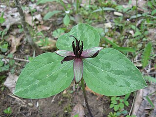 <i>Trillium stamineum</i> Species of flowering plant