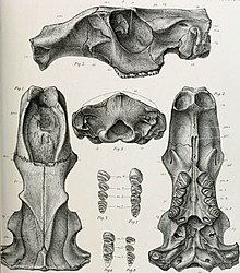 Trogontherium cuvieri.jpg 