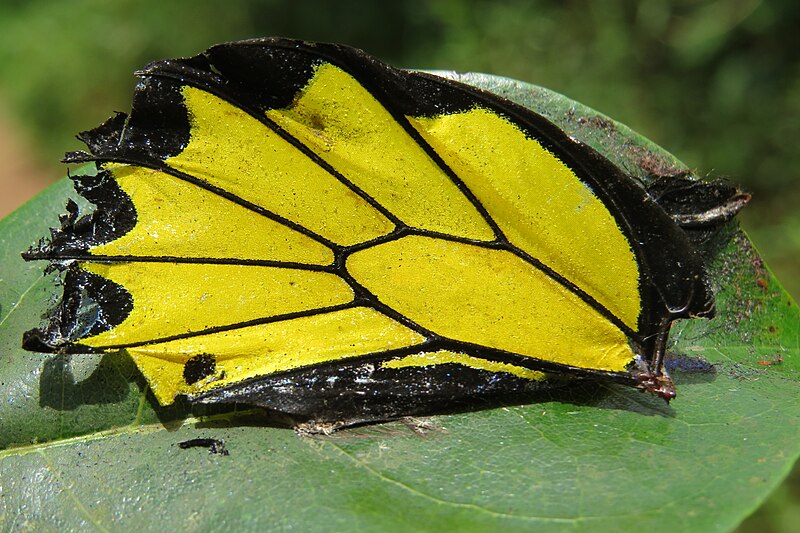 File:Troides minos - Southern Birdwing - part of male wing at Iritty (2).jpg