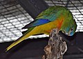 * Nomination Turquoise parrot (Neophema pulchella) in the Bird Kingdom aviary, Niagara Falls, Ontario, Canada. --The Cosmonaut 03:16, 19 February 2020 (UTC) * Promotion  Support Good quality -- Johann Jaritz 03:53, 19 February 2020 (UTC)