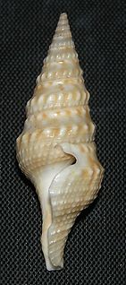 <i>Turricula nelliae</i> species of mollusc
