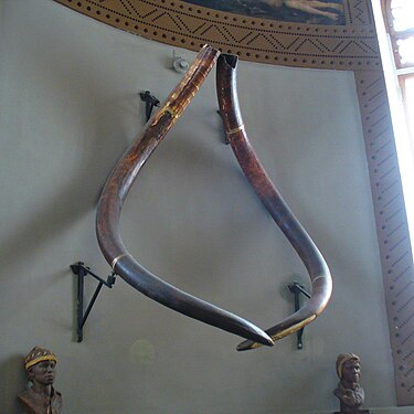 Mammoth's tusks