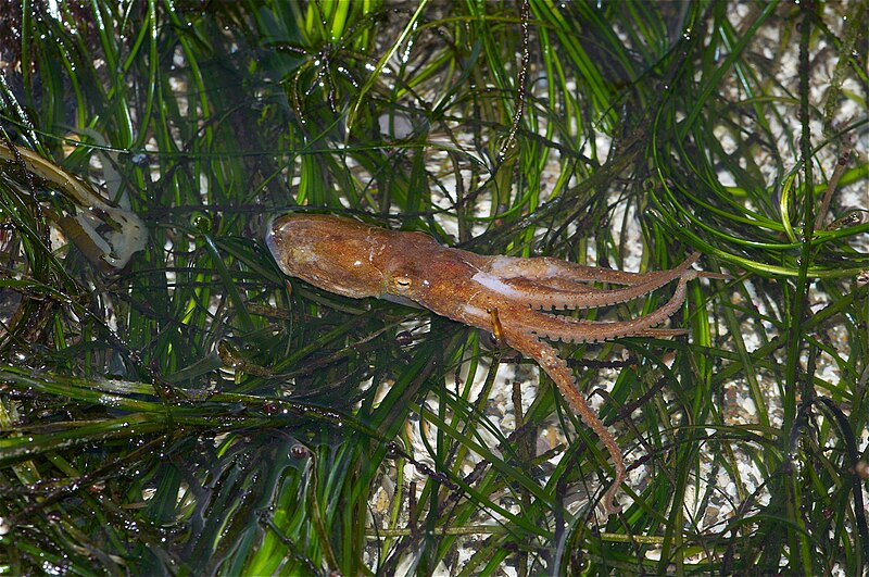 File:Two-Spot Octopus (Octopus bimaculoides).jpg