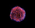 Tycho Supernova remnant in X-ray light.