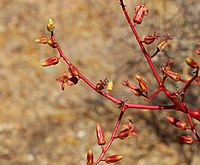 T. paniculatus