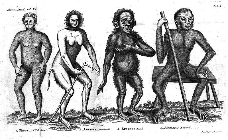 File:Types of "primitive" man from Linnaeus, Amoenitates Wellcome L0010929.jpg