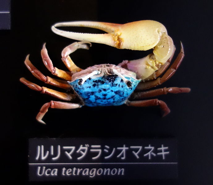 File:Uca tetragonon - National Museum of Nature and Science, Tokyo - DSC06768.JPG