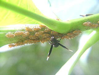 <i>Parachartergus apicalis</i> Species of wasp