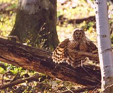 A Ural owl of the large, dark and richly coloured race, S. u. macroura, as seen in Slovakia. Uralka4.jpg
