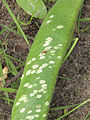 Uromyces appendiculatus var. appendiculatus aecidia at Phaseolus vulgaris, roest op pronkboon (1).jpg