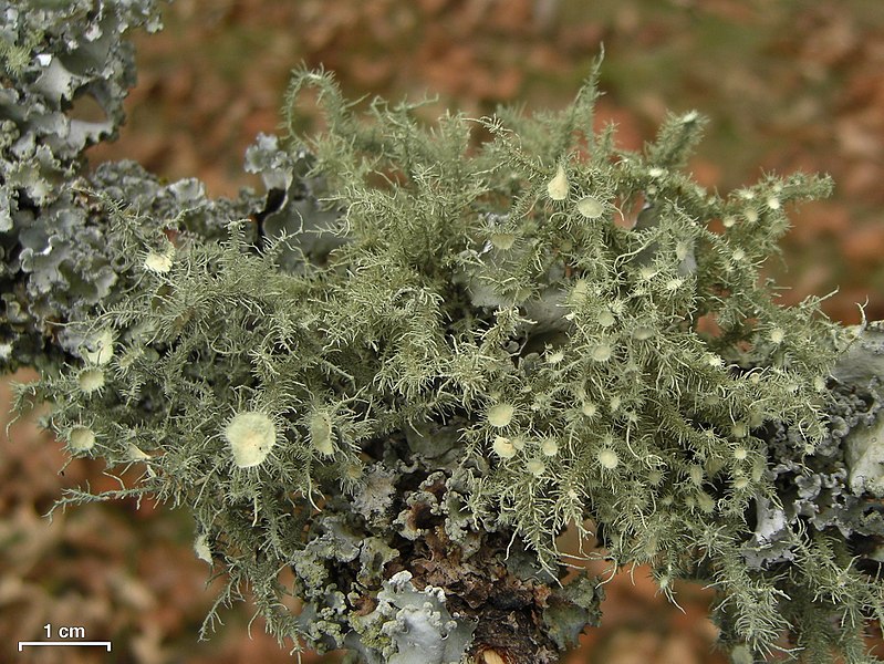 File:Usnea strigosa-endochrysea - Flickr - pellaea.jpg