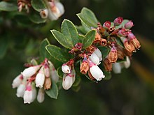 Vaccinium floribundum 3.jpg