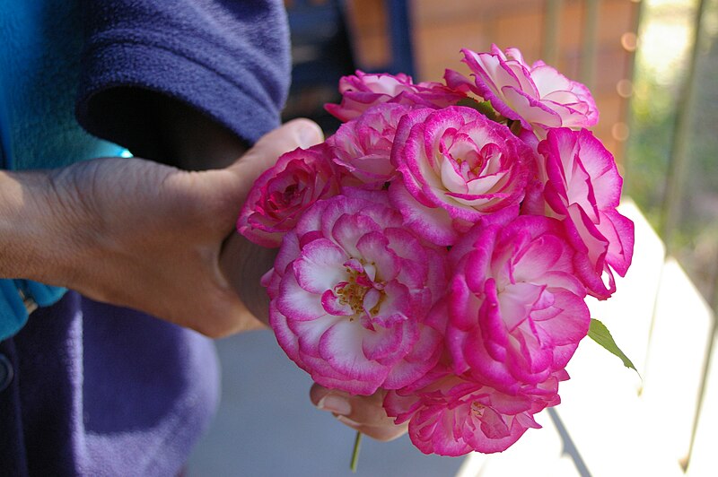 File:Valentine rose posey, 74 Sunbury St Geebung IMGP2153.jpg