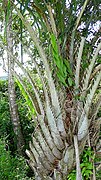 Vanilla palmarum