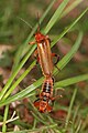 Cantharis livida