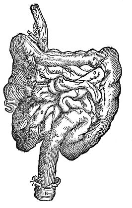 De ingewanden in Fabrica (1543) van Vesalius