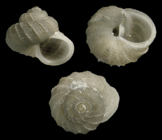 <i>Vetulonia paucivaricosa</i> Species of gastropod