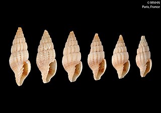 <i>Vexillum bipartitum</i> Species of gastropod