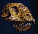 Victoriapithecus macinnesi skull.JPG