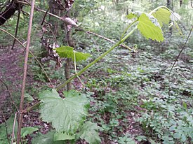 Vitis vinifera subsp. sylvestris sl7.jpg