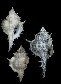 <i>Vokesimurex rubidus</i> Species of gastropod