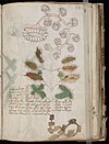 Voynich Manuscript (105).jpg