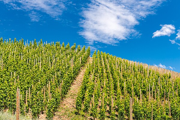 Vineyard along the North Fork Walla Walla River, Umatilla County, Oregon