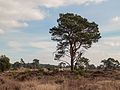 * Nomination Fly pines surrounding sand dune area. (Pinus sylvestris). --Famberhorst 07:34, 17 April 2017 (UTC) * Promotion  Support Good quality. -- Johann Jaritz 09:04, 17 April 2017 (UTC)