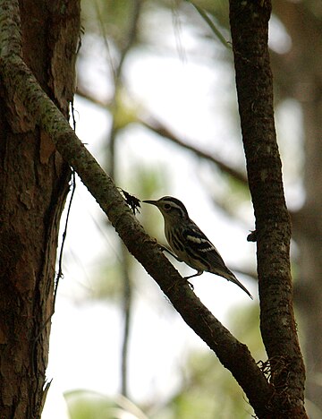 Mniotilta varia