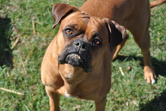 Der Hund mit den fragenden Augen