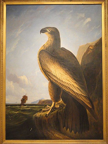 450px-Washington_Sea_Eagle,_circa_1836-1839,_by_John_James_Audubon_-_SAAM_-_DSC00865.JPG (450×600)