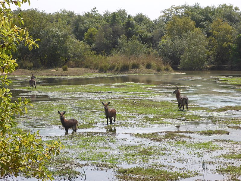 File:Water buck (Kobus ellipsiprymnus) -Yankari game reserve, Bauchi State (1).jpg