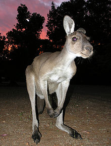 Western Gray Kangaroo SMC 2006.JPG