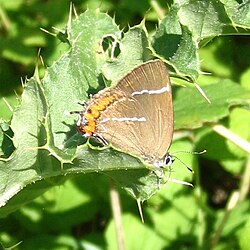 White Letter Hairstreak.jpg