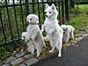 White dogs on hind legs.jpg