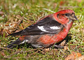 Two-barred crossbill