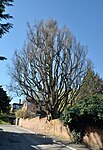 Pyramid oak (Quercus robur "Fastigiata")