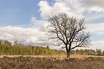 Vorschaubild für Datei:Wijnjeterper Schar, Natura 2000-gebied provincie Friesland 25.jpg