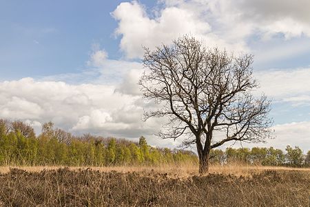 Quercus sp. (Oak)