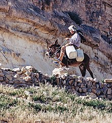 Woman on a donkey who rides in the mountains Tunisia.jpg
