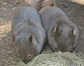 A pair of wombats.