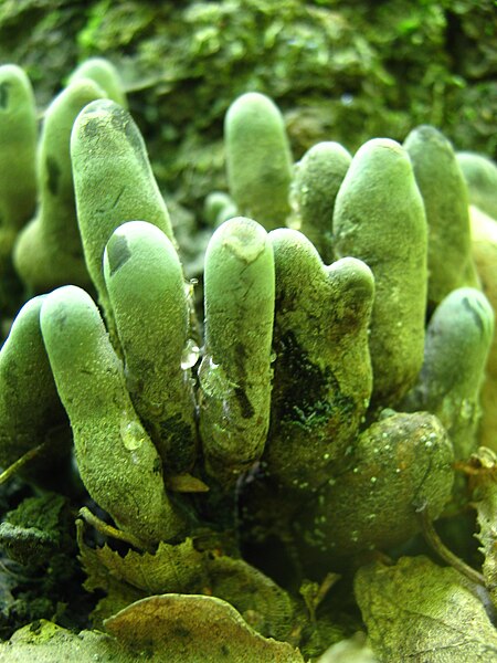 File:XYLARIA POLYMORPHA (Pers.) (7873431788).jpg