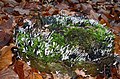 Xylaria hypoxylon (GB= Candlestickfungus Syn. Carbon antlers, D= Geweihförmige Holzkeule, F= Xylaire du bois, NL= Geweizwam) white conidium asexual spores, later black spores and causes white root rot, at Sonsbeek Arn - panoramio.jpg
