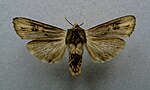 Xylena exsoleta – Specimen