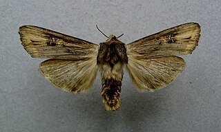 <i>Xylena exsoleta</i> species of insect