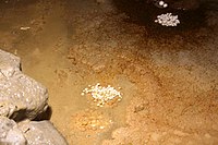 Yagodinska Cave, cave pearls.jpg